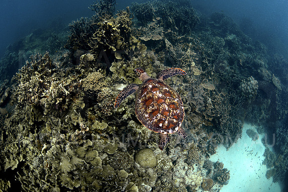 Green Turtle Over Reef
