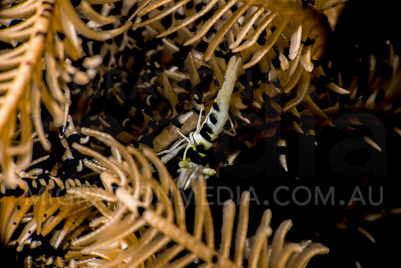 Crinoid Shrimp