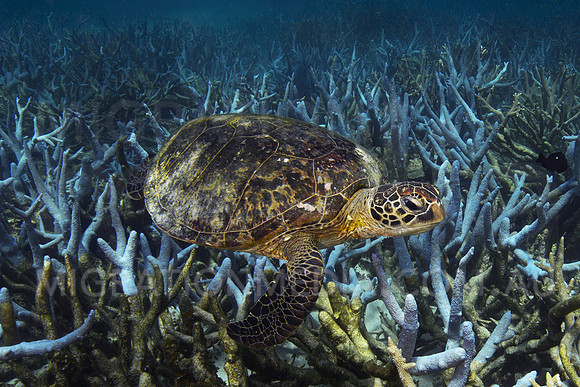 Green Turtle with Coral