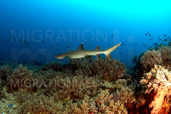 White-Tip Reef Shark at Drop-Off