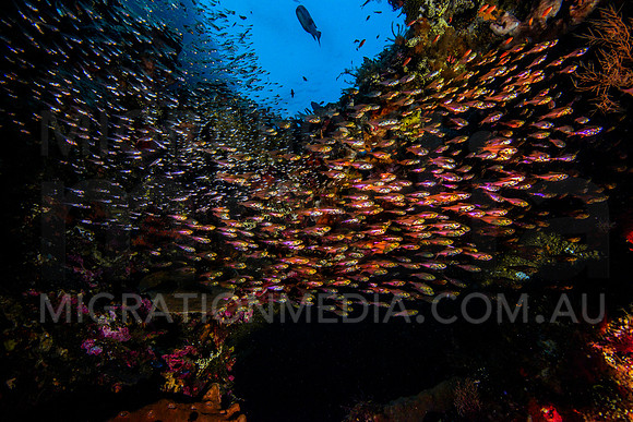 Glassfish Under Wreck