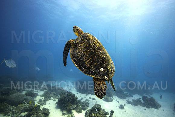 Green Turtle Swimming Up for Air