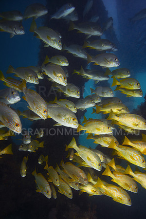Sweetlips Swimming Down