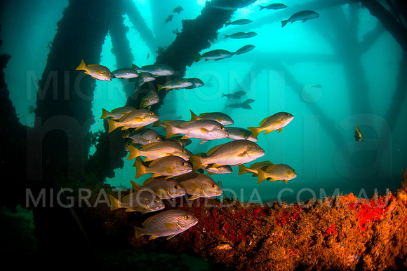 Sweetlips Under Pier