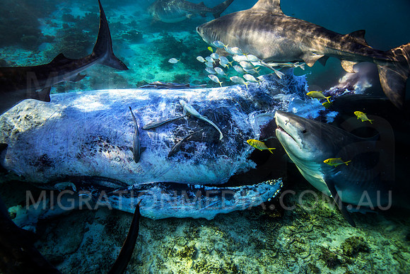 Tiger Shark Feeding Frenzy
