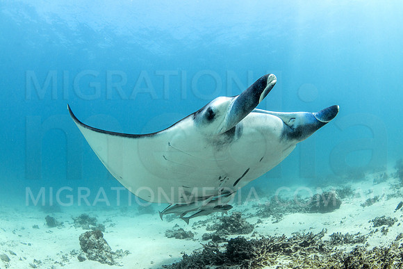 Beautiful Manta Ray