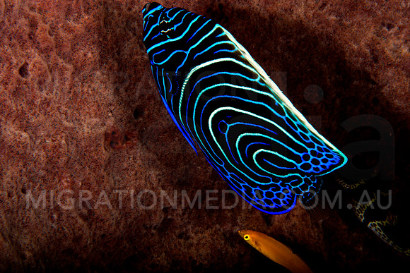 Juvenile Semi-Circle Angelfish by Sponge