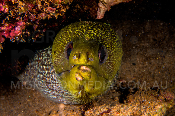 Reticulated Moray Eel