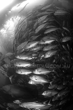 Jacks School B&W