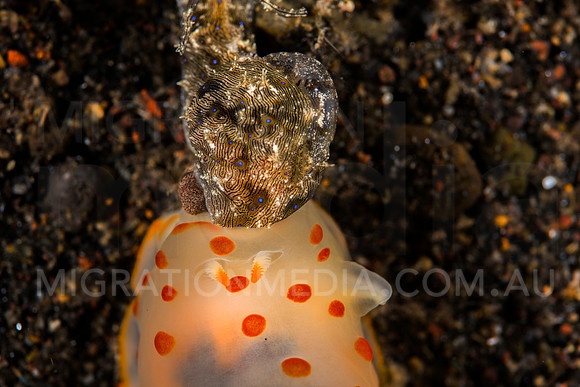 Sea Hare Eaten by Nudibranch (7)