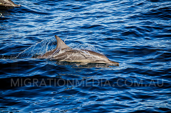 Spinner Dolphin Surfacing
