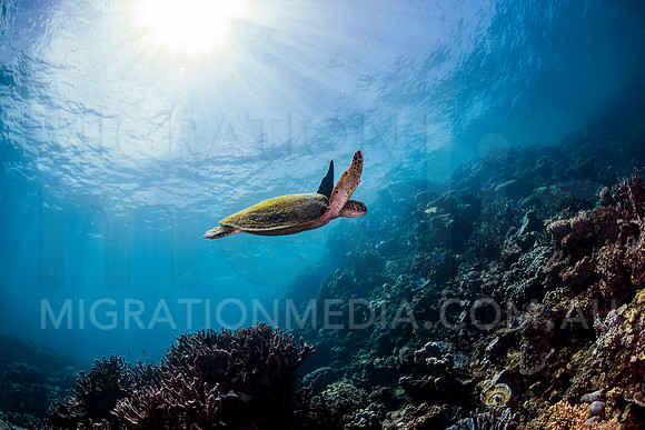 Green Turtle Reef Scene