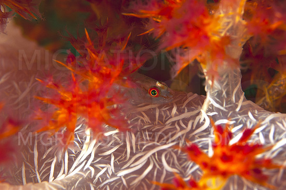 Blennie on Soft Coral