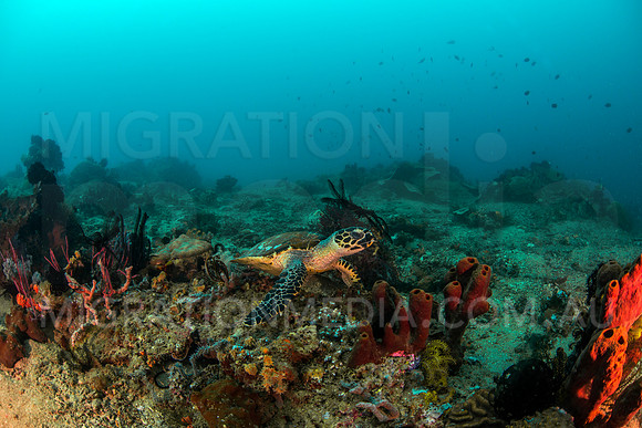 Hawksbill Turtle on Coral