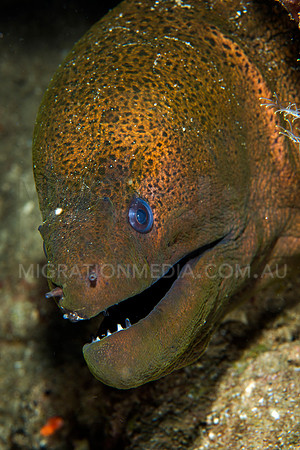 Giant Moray Eel