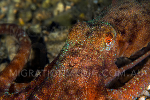 Red Octopus Head