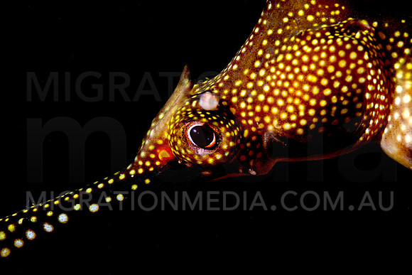 Weedy Sea Dragon Eye