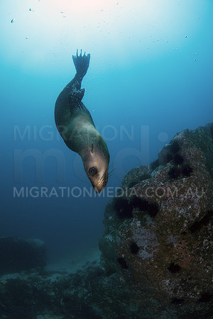 Australian Fur Seal