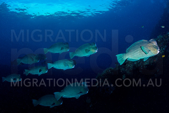 Bumphead Parrotfish School