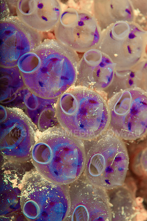 Tunicate