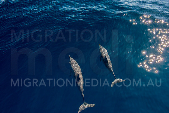Spinner Dolphins (8)