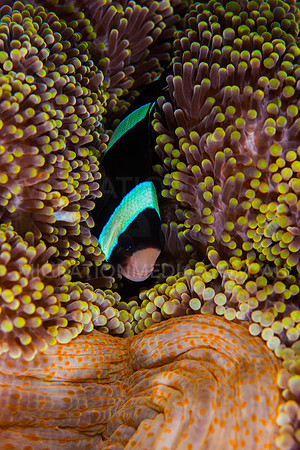 Clarke's Anemonefish Hiding