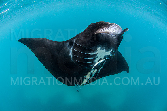 Friendly Black Manta Ray