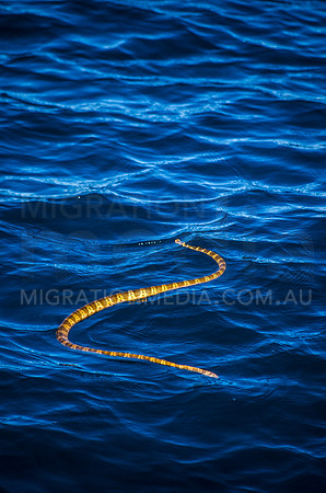 Sea Snake at Surface