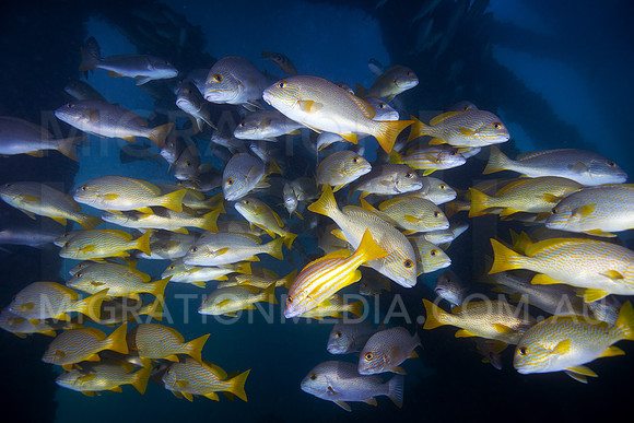 Sweetlips Random