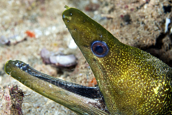 Moray Eel Mouth Open