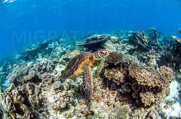 Green Turtle Sitting-Up