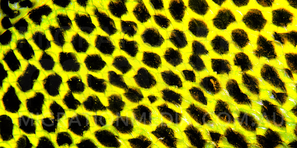 Many-Spotted Sweetlips
