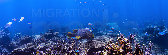 Queensland Grouper and Coral Reef