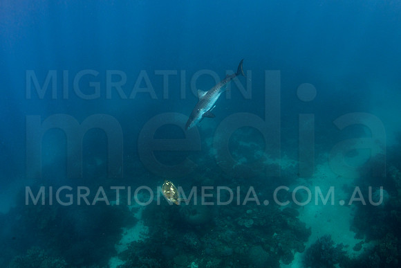 Juvenile Tiger Shark Chasing Green Turtle (2)