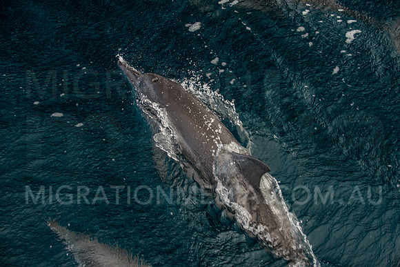 Dolphin Breathing
