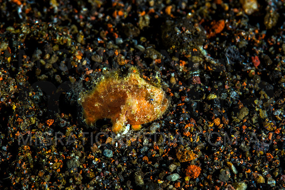 Tiny Juvenile Frogfish (3)