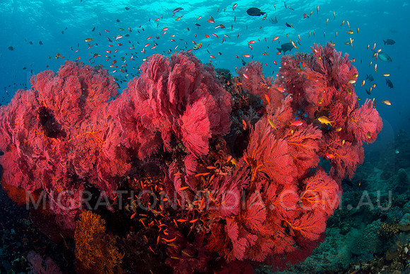 Colourful Pink Sea Fans and Anthias