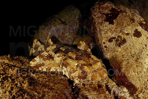 Wobbegong on Rocks