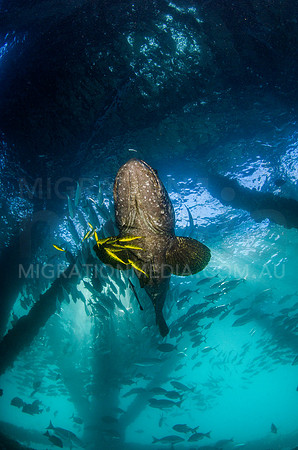 BFG with Golden Trevally Under Navy Pier