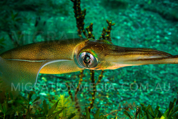 Squid Looking