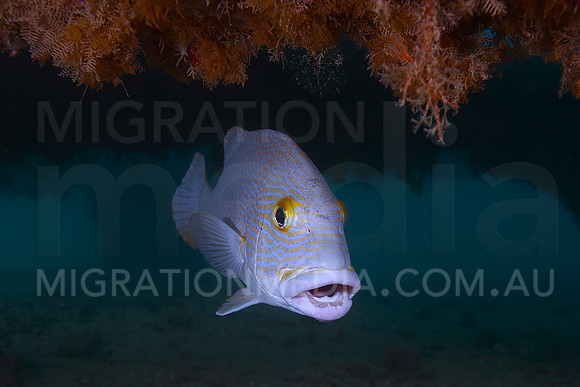 Sweetlips Mouth Open