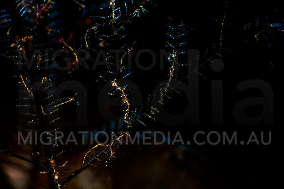 Jesus Shrimp on Hydroid Black Background