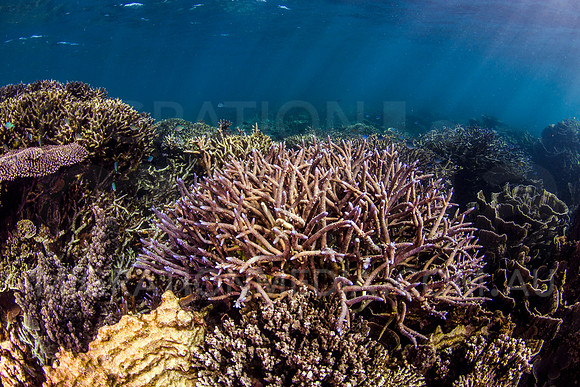 Purple Staghorn Coral