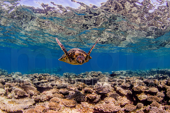 Green Turtle Hovering over Shallow Reef