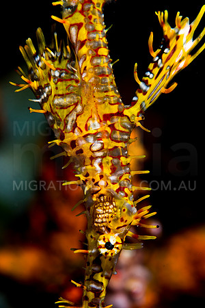 Yellow Red Ornate Ghost Pipefish Eye