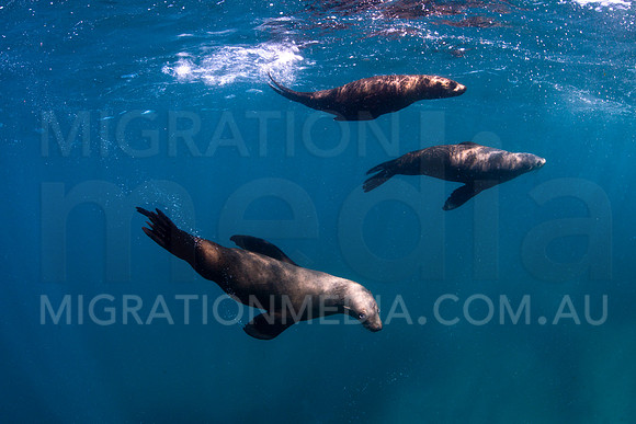 New Zealand Fur Seals