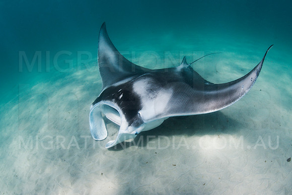 Flying Manta