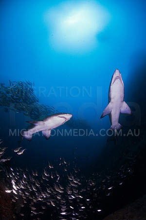 Grey Nurse Sharks Above