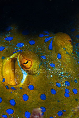 Blue-Spotted Stinray Eye