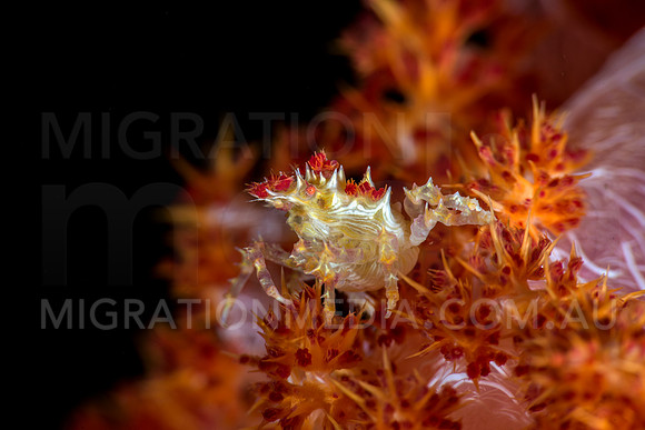 Beautiful Soft Coral Crab